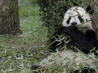 Follow the antics of the National Zoo's giant pandas (above: Tian Tian munching on bamboo) on the Panda Cams.
