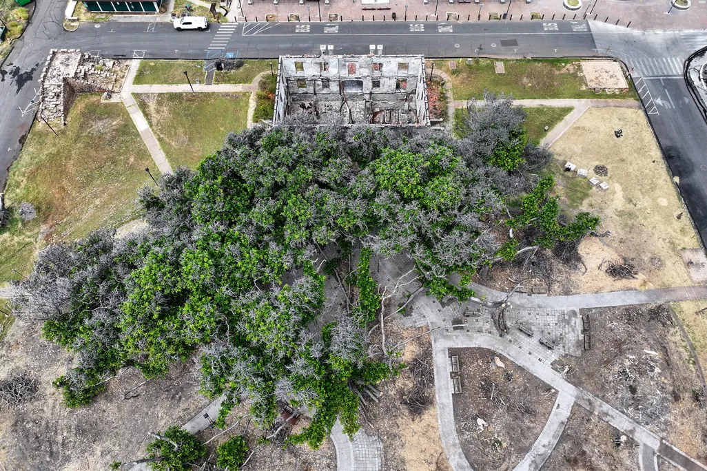 Banyan tree from above