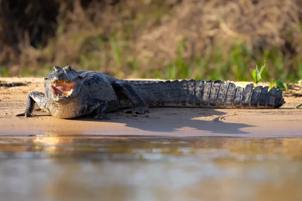 River Guard thumbnail