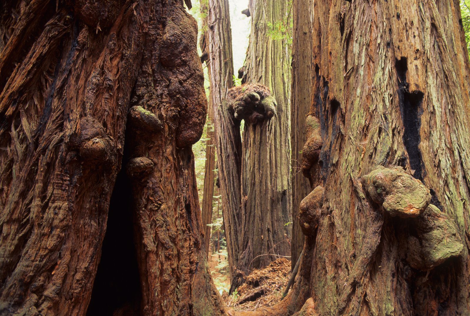 What Is the Financial Value of an Old-Growth Tree?, Innovation