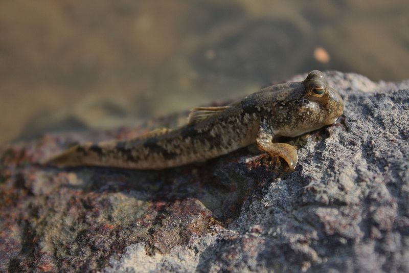 Awkward Robots Show How Tails Propelled First Land Walkers to New Heights