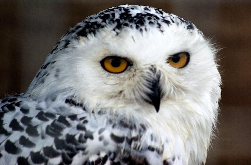 Hedwig Owl