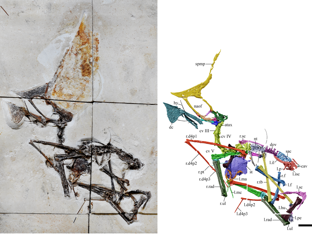 An image of a fossilized Pterosaur skeleton