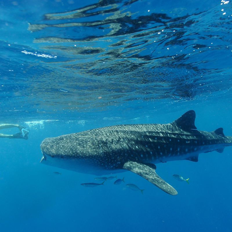 Whale Shark Teeth — free download