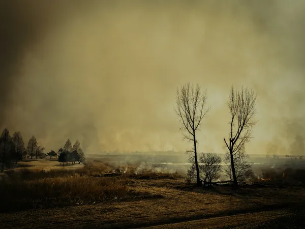 Foot steps of spring thumbnail