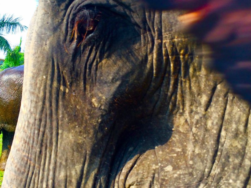 Elephant Eyelashes Smithsonian Photo Contest Smithsonian Magazine