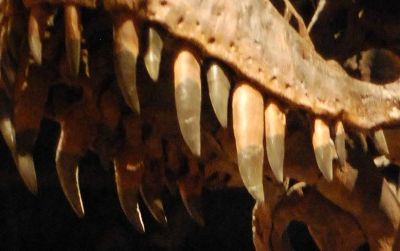 A reconstructed Tyrannosaurus rex at the Museum of Ancient Life
