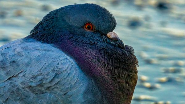 Unexpected colors and textures of a pigeon. thumbnail