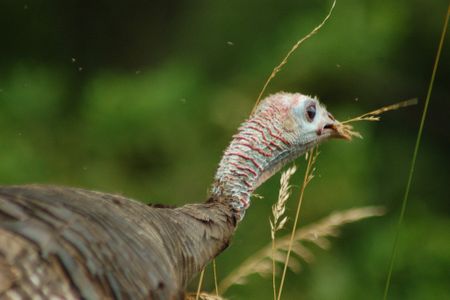 Virginians may have celebrated early Thanksgivings with wild turkey, like this one. Other historical accounts say the first Thanksgiving was scraped together from ship rations, oysters, and ham.