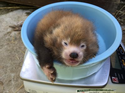 Moonlight's cub was born on June 17.