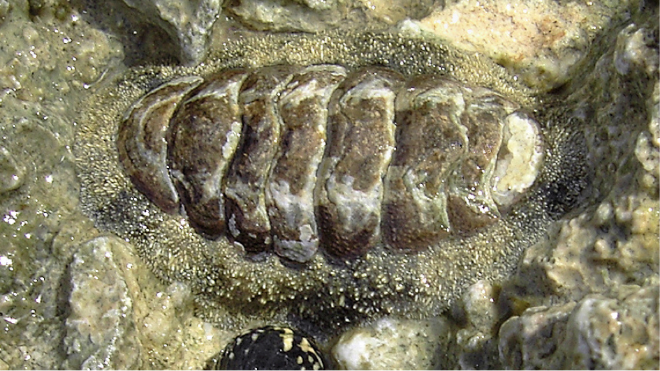 chiton.png