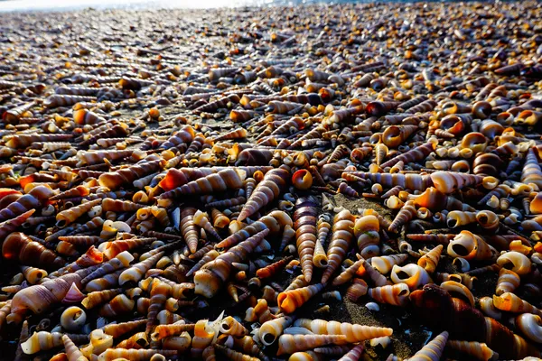 the coastline of turritella shells thumbnail