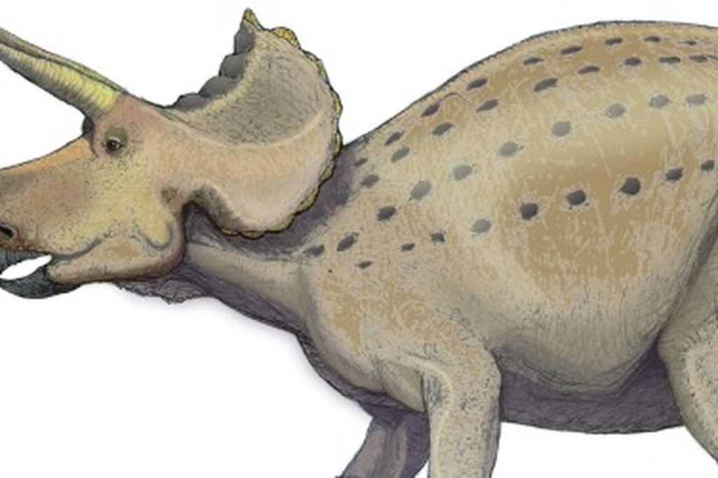 Possible postures of Triceratops