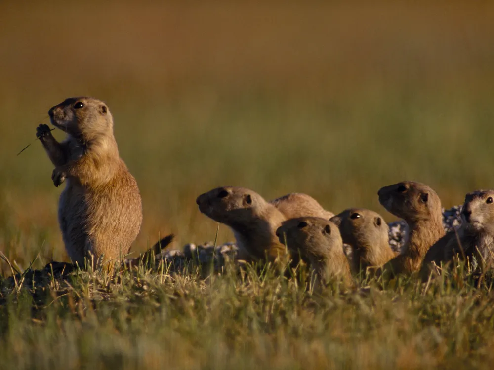 prairie dogs