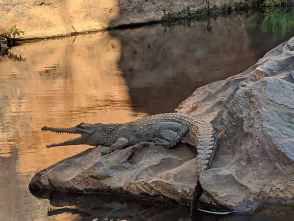 Cobbold Gorge Crocodile thumbnail