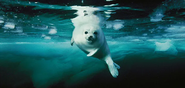 planet-ocean-skerry-harp-seal-631.jpg
