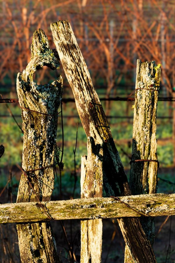 Old Barb-Wire Fence in Napa Valley Vineyard thumbnail