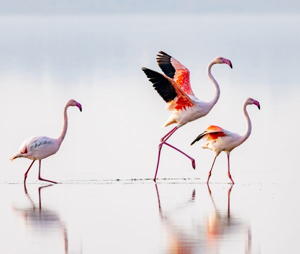 Flamingos in Salt Lake thumbnail