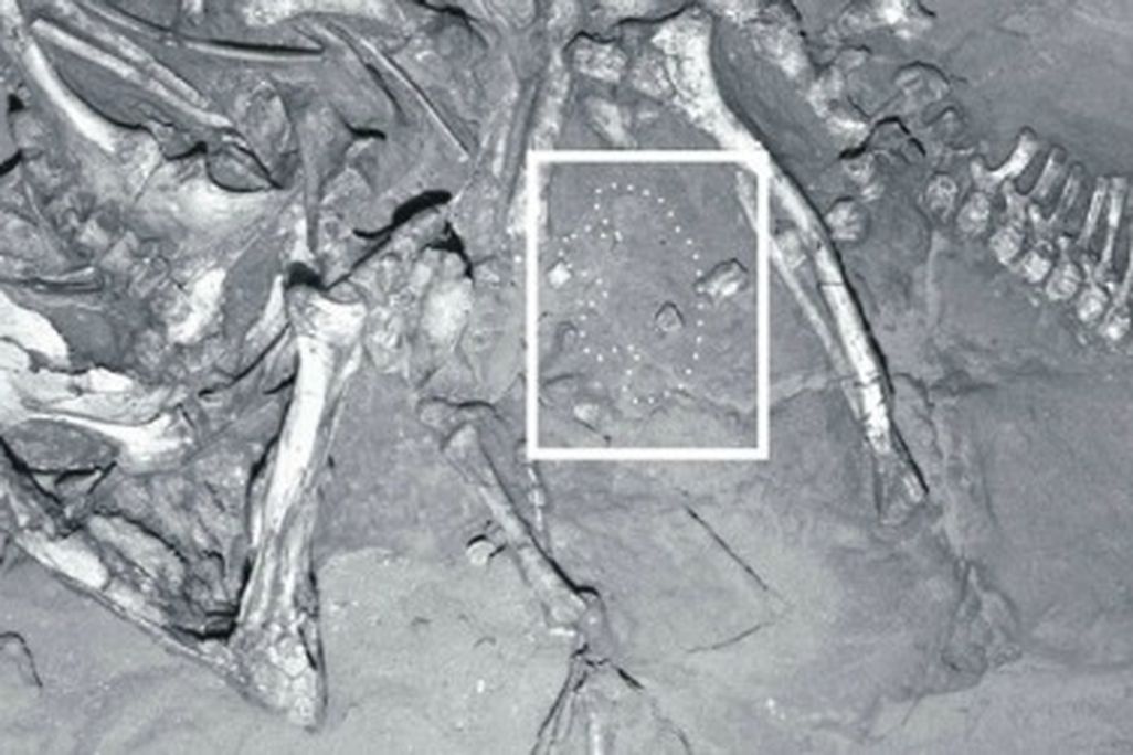 A Protoceratops skeleton