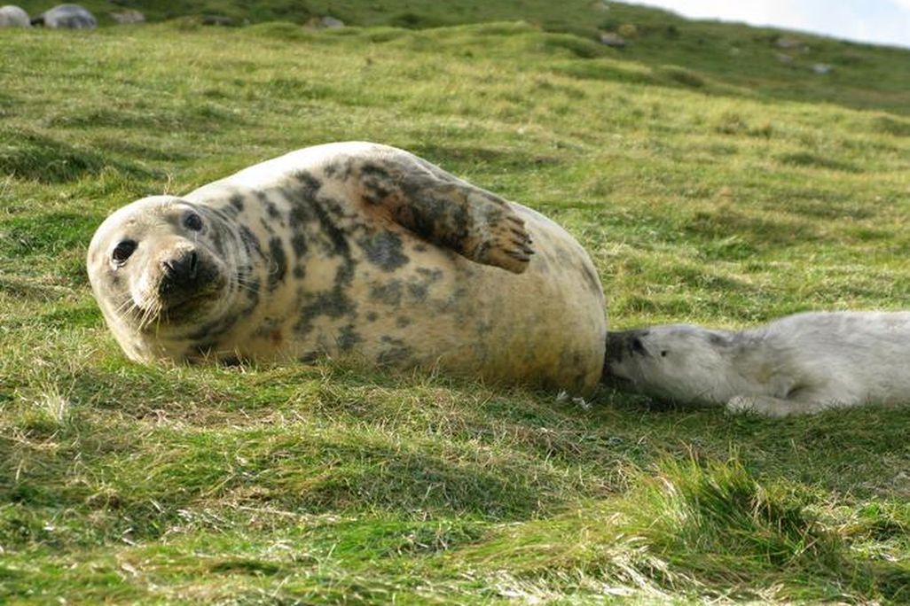 A seal mother feeding a pup.