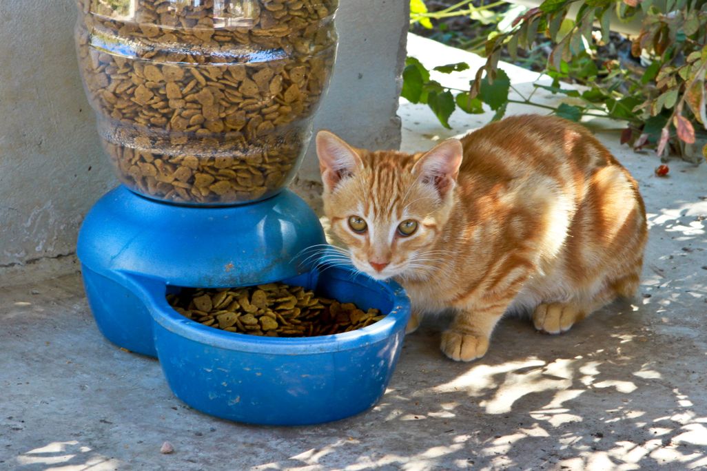 Cat Eating