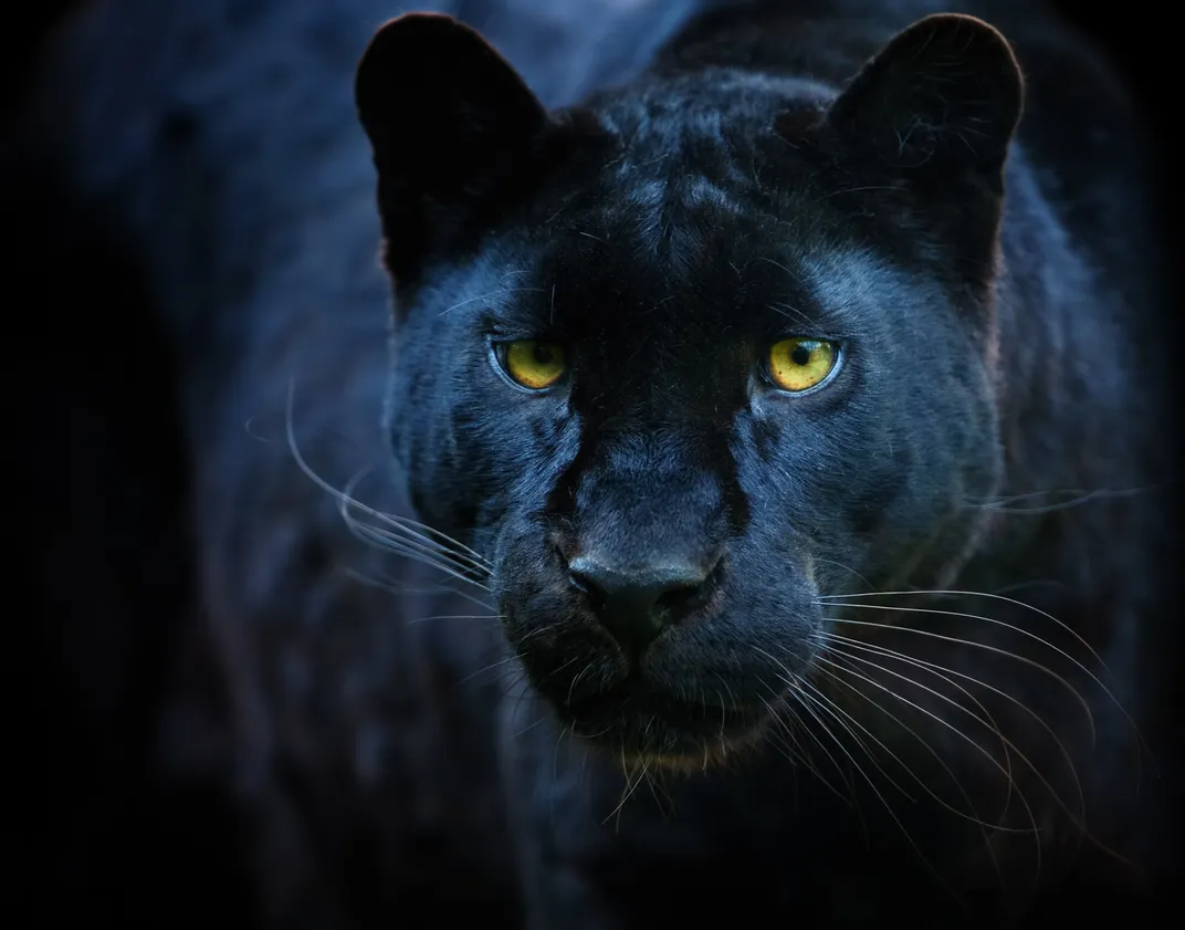 black panthers hunting