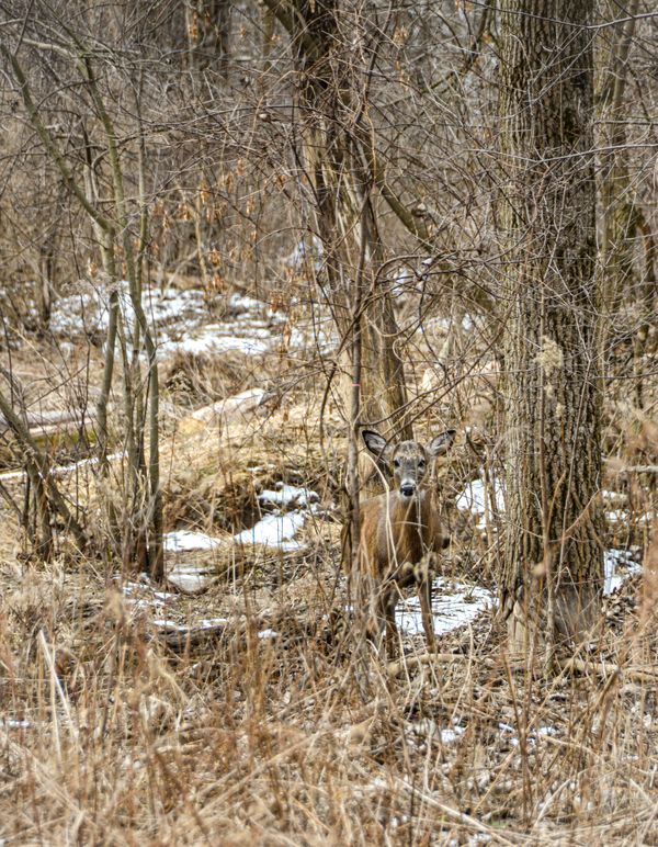 Deer In The Woods thumbnail