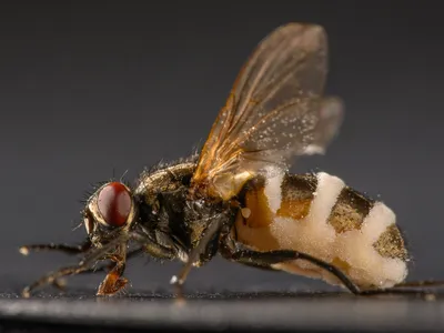 This Parasitic Fungus Turns Flies Into Zombie Insects image