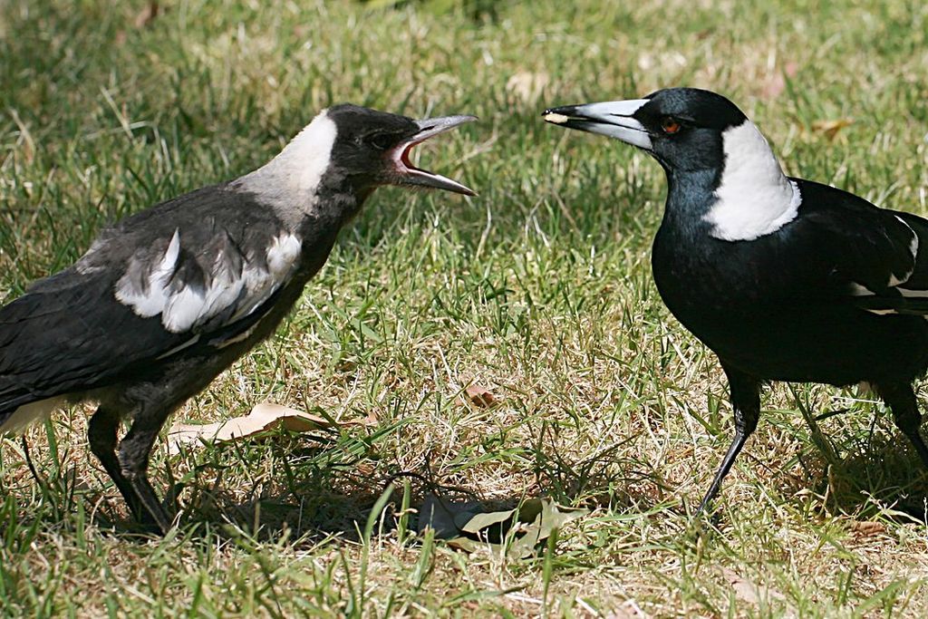 An image of two magpies together standing in the grass. The birds are facing each other