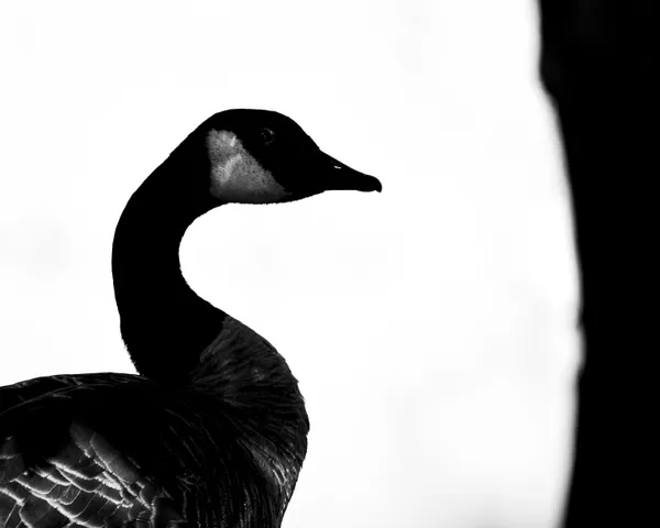 Goose: Profile thumbnail