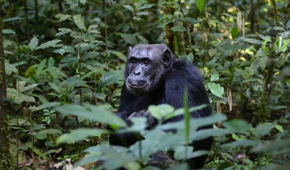 A chimpanzee sits among leaves