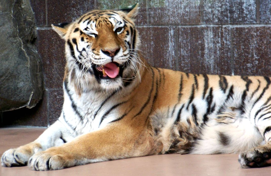At Henry Dourly Zoo you'll find all sorts of animals