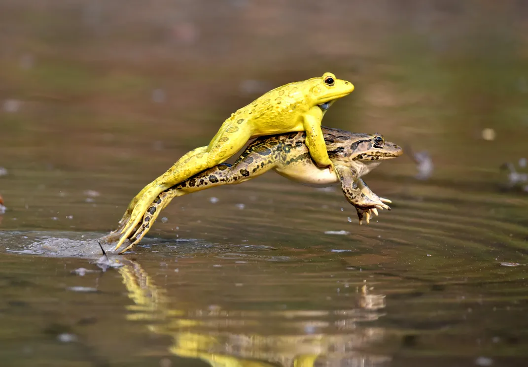 Mated Golden Frogs Jumping Smithsonian Photo Contest Smithsonian Magazine