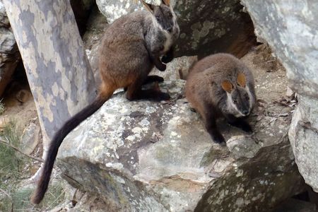 Brush-tailed rock-wallabies are endangered in New South Wales.