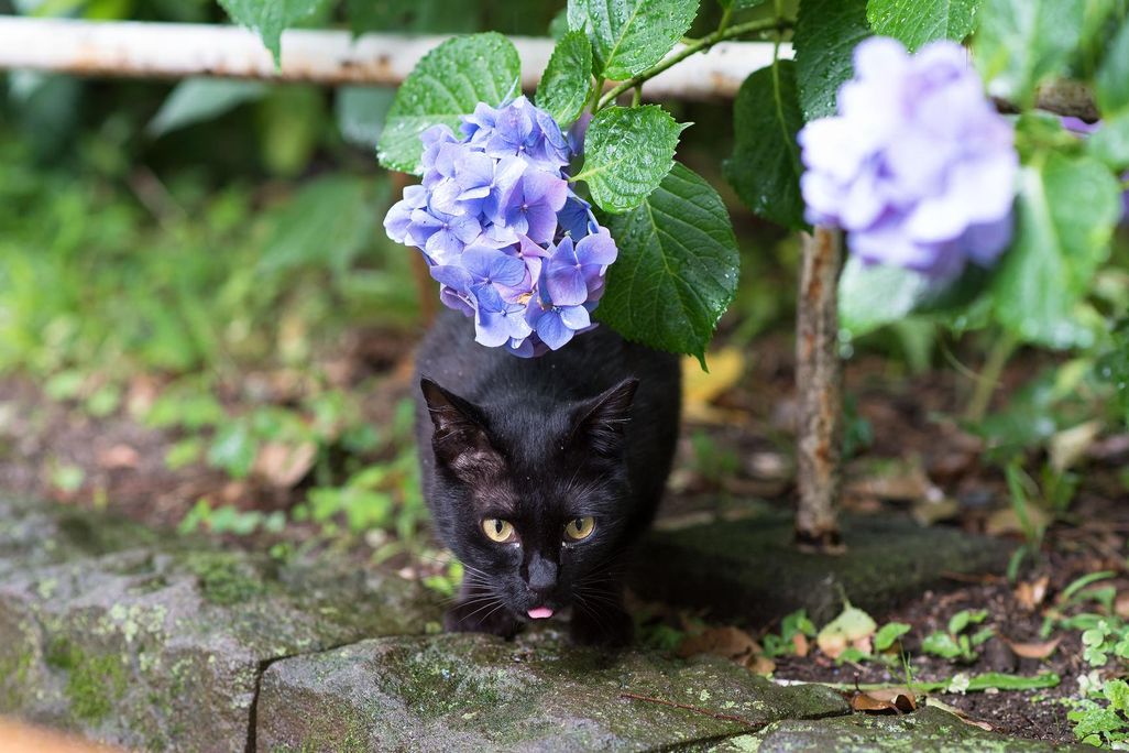 black cat