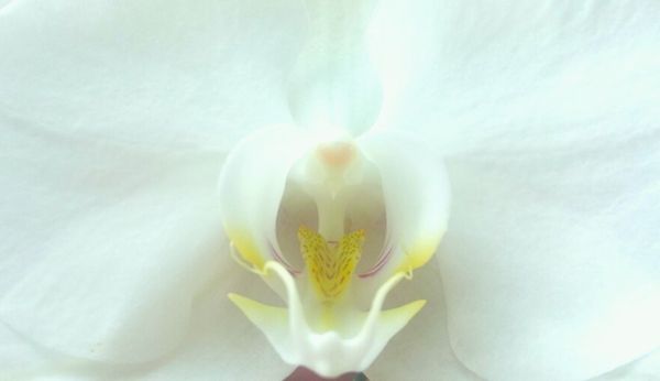 White Phalaenopsis thumbnail