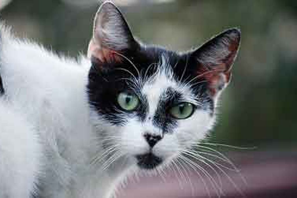 Cats and earthquakes were popular subjects this year.
