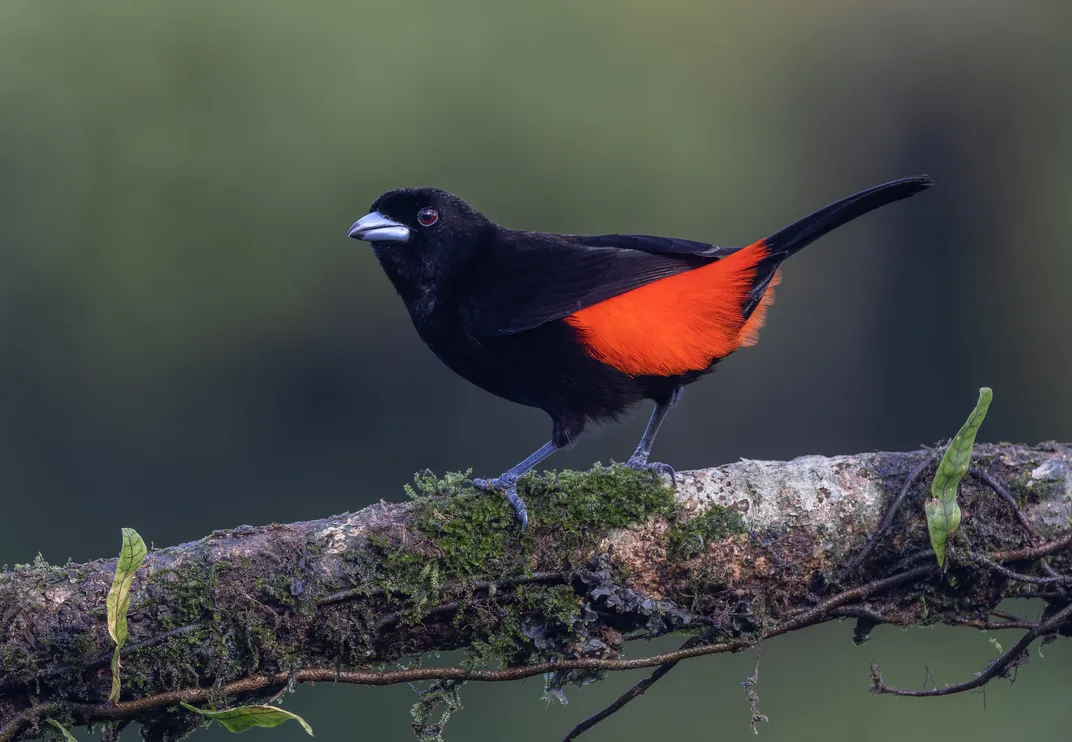 Tanager of Costa Rica