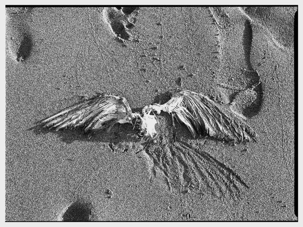 Dead seagull at the beach. thumbnail