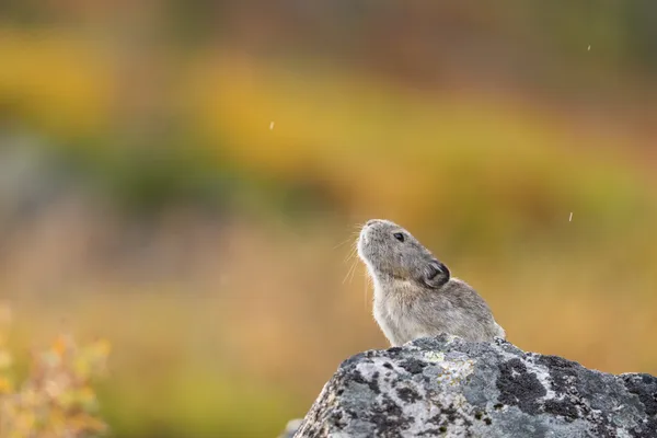 Collared Pika in Color thumbnail