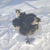 Outdoor Cats Are Using $500 Starlink Satellite Dishes as Self-Heating Beds icon
