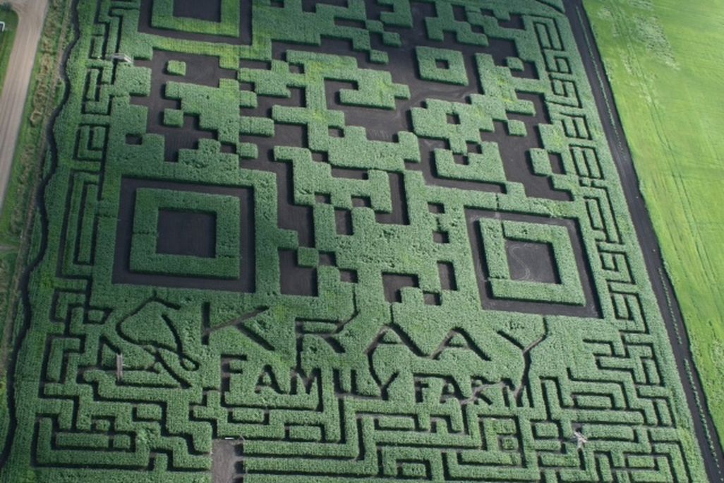 This Alberta corn field was shaped into a massive QR code.