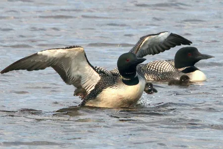 Fe (pictured with her mate) hatched two chicks this breeding season, bringing the total number of her known offspring to 42.