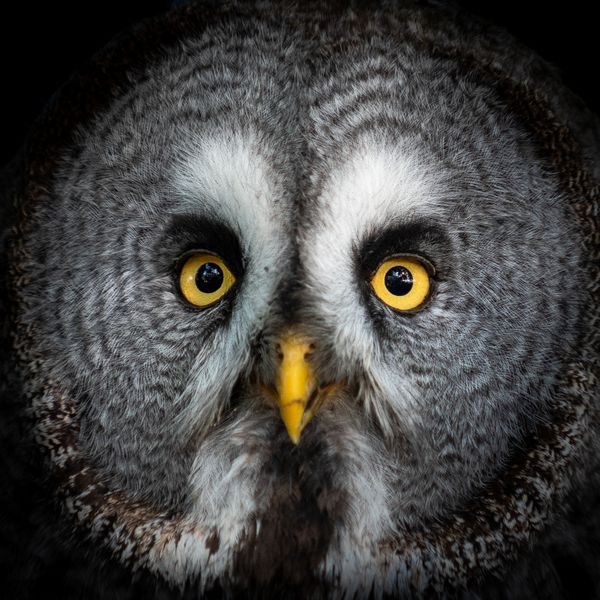 Great Grey Owl thumbnail