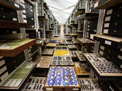 The National Museum of Natural History’s 146 million objects and specimens are studied by researchers worldwide who are looking to understand all aspects of the natural world. (Chip Clark, Smithsonian)
