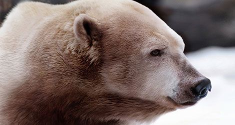 Artist Nickolay Lamm’s depiction of a polar-grizzly hybrid