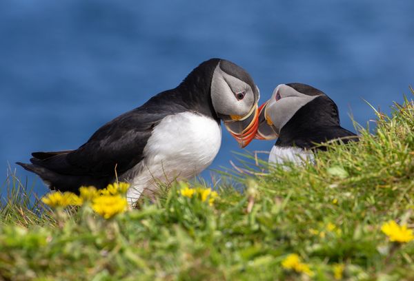 Puffin Love thumbnail