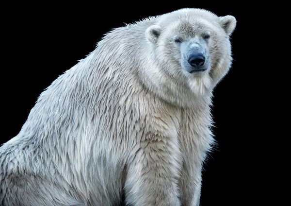 Polar Blackout thumbnail