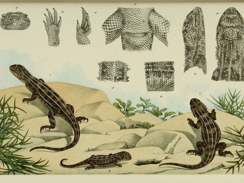 old illustration of three lizards in a sandy/rocky grassland