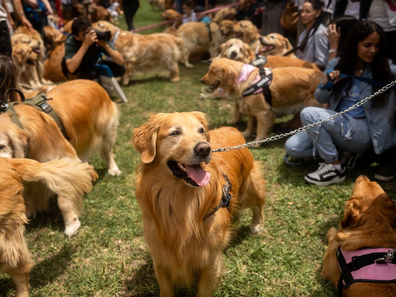 slim fit dress slacks Golden Retriever Experience®